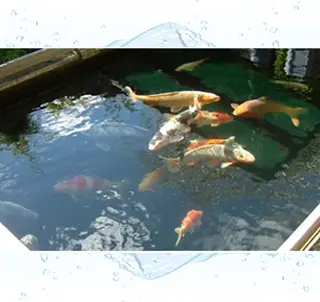 Fish Pond Filtration System